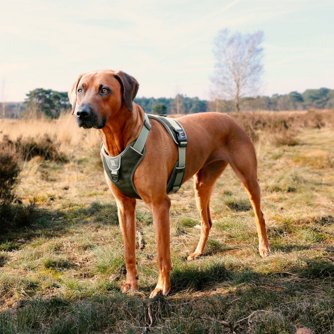 Duvoplus EXPLOR Ultimate Fit No-Pull-Geschirr - Undercover Green - XS - 28-37cm