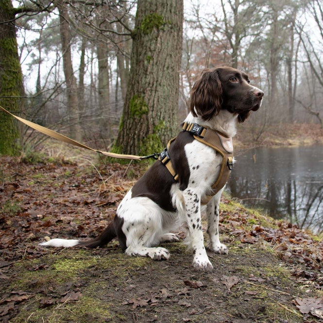 Duvoplus EXPLOR Ultimate Fit No-Pull-Geschirr - honey gold - XS - 28-37cm