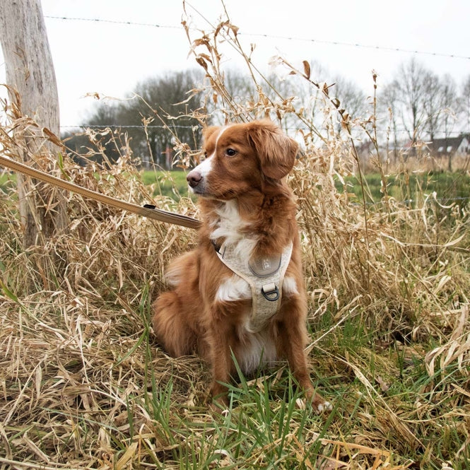 Duvoplus EXPLOR Ultimate Fit No-Pull-Geschirr - antique white - XS - 28-37cm