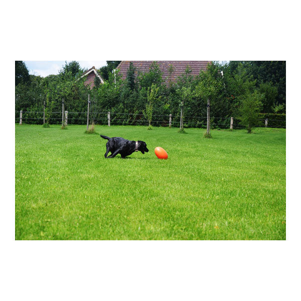 Dog Comets Pan-Stars Treibei - Orange / M