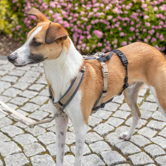 Trixie Panik-Adapter Stay für Geschirre