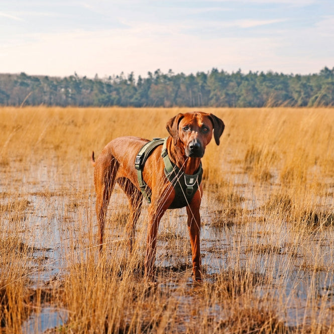 Duvoplus EXPLOR Ultimate Fit No-Pull-Geschirr - Undercover Green - XS - 28-37cm