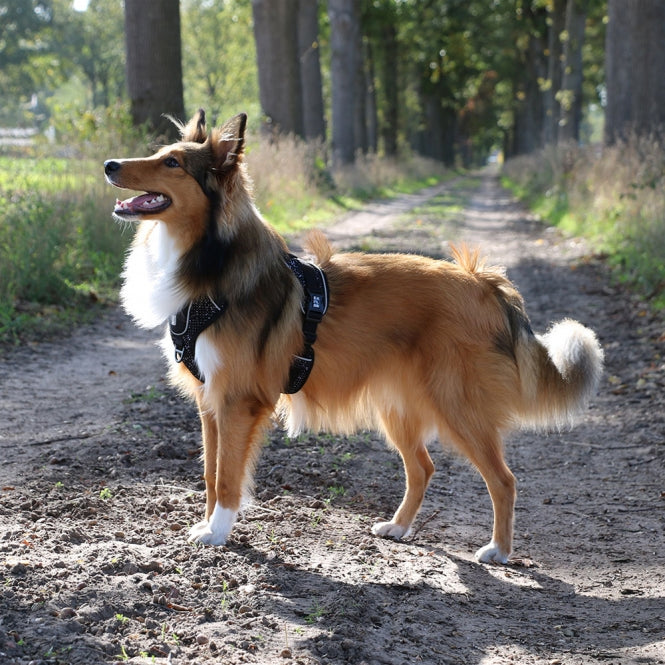 Duvoplus EXPLOR Ultimate Fit No-Pull-Geschirr - granite black - XS - 28-37cm