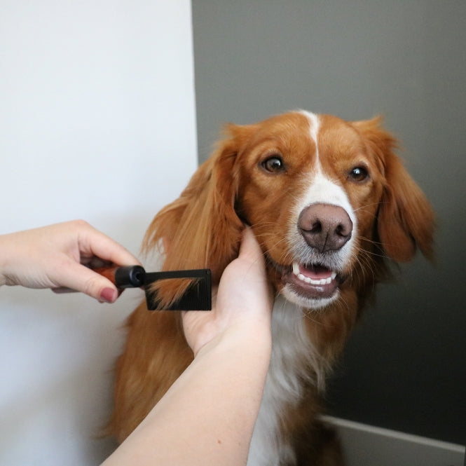 EBI Noir Japandi Entwirrungskamm