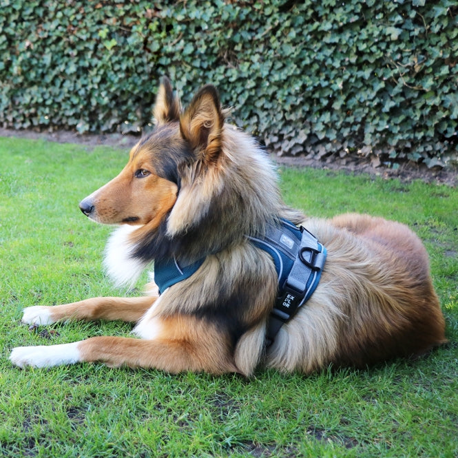 Duvoplus EXPLOR Ultimate Fit No-Pull-Geschirr - petrol blue - XS - 28-37cm