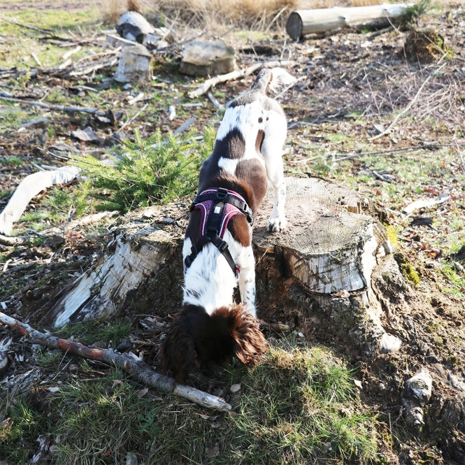 Duvoplus EXPLOR Ultimate Fit No-Pull-Geschirr - plum purple - XS - 28-37cm