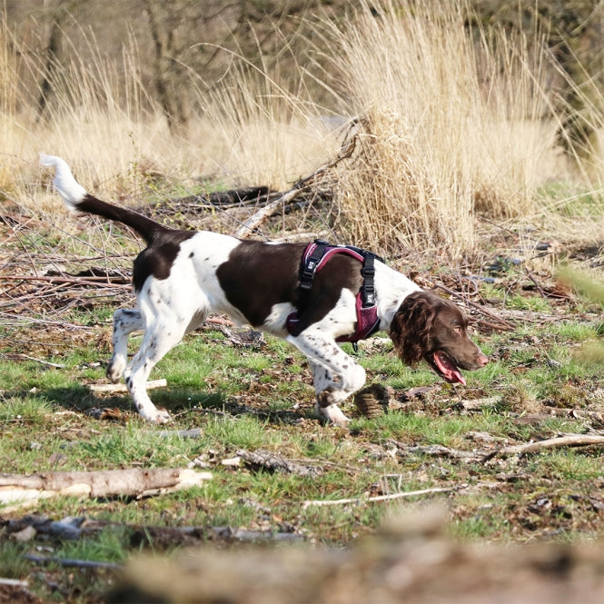 Duvoplus EXPLOR Ultimate Fit No-Pull-Geschirr - plum purple - XS - 28-37cm