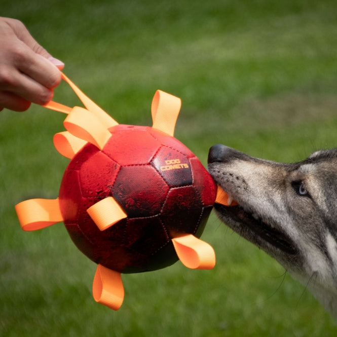 Dog Comets Ball Hypernova