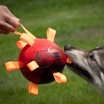 Dog Comets Ball Hypernova