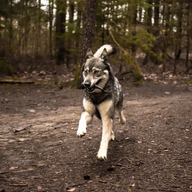 Viking Whole Horn - S